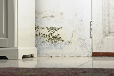 Mold or Mould Stains on Damp Wall and Door
